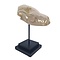 Fox skull on square base