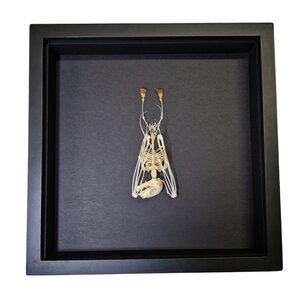 Skeleton javan bat hanging (small) in elegant box(25 X 25 CM)