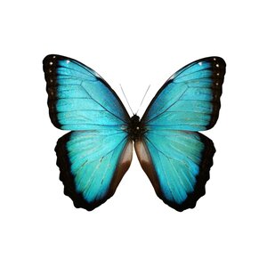 Morpho peleides dried/papered