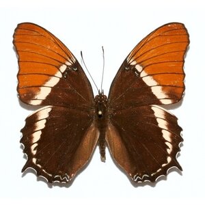 Siproeta epaphus ongeprepareerd