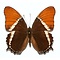 Siproeta epaphus unpräpariert