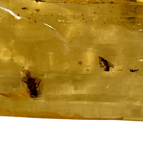 Baltische Barnsteen met insecten (C)