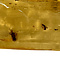Baltische Bernstein mit Insekten (C)
