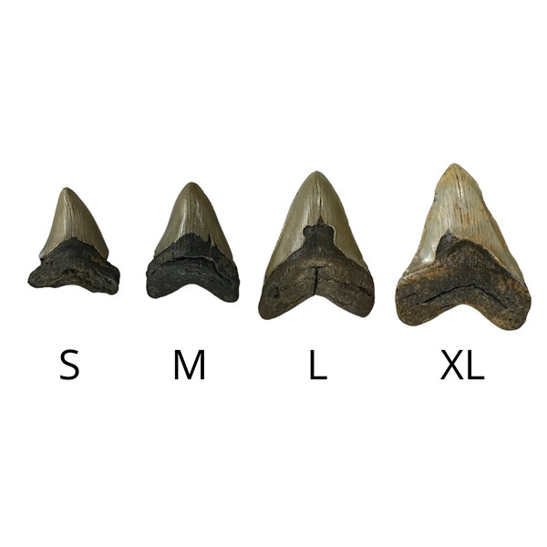 Megalodon tooth (S)
