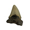 Megalodon tand (M)
