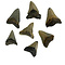Megalodon tand (L)