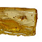 Baltic Amber with insects