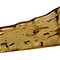 Baltic Amber with insects
