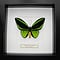 Ornithoptera priamus poseidon sp. (Männlich)