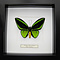 Ornithoptera priamus poseidon sp. (male)