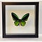 Ornithoptera priamus poseidon sp. (Männlich)