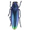 Chrysochroa fulminans fulminans - blauw ongeprepareerd