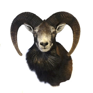 Opgezette moeflon trofee