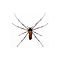 Nephila sp dried/papered