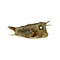 Cofferfish