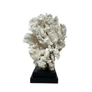 Pachyserus Rugosa Coral