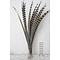 Reeves Pheasant feathers 150 cm per 5 (F5)