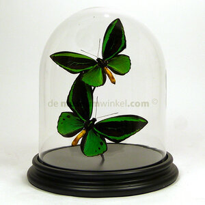 Glass dome with 2 Ornithoptera priamus poseidon sp. ♂