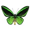 Stolp met 2 Ornithoptera priamus poseidon sp. ♂