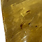 Baltische Barnsteen met insecten (B)