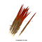 Golden pheasant feathers red 20 cm (5 pieces)