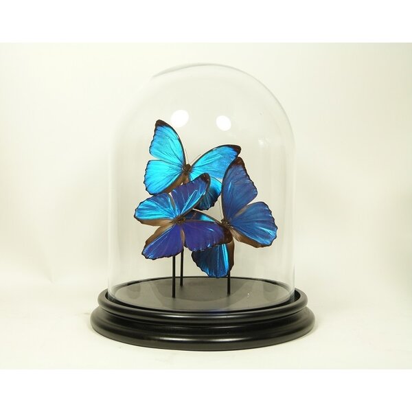 Glass dome with mounted butterflies - Morpho menelaus (3)