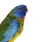 Mounted Scarlet-chested parrot
