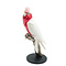 Mounted rose -breasted cockatoo