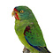 Mounted Swift Parakeet
