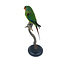 Mounted Swift Parakeet