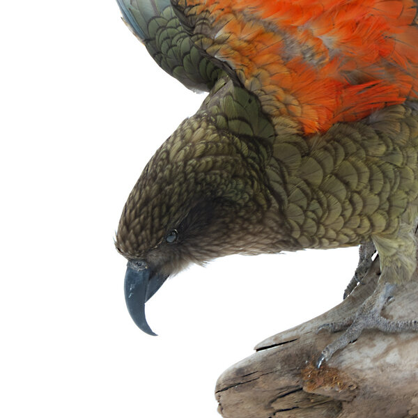 Mounted flying Kea