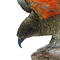 Mounted flying Kea