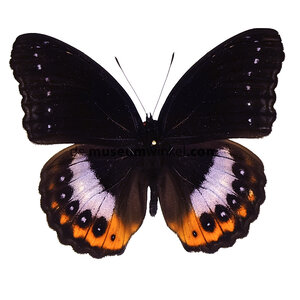 Hypolimnas pandarus (male) dried/papered