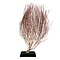 Red sea fan on wooden base (XXL)