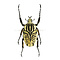 Goliathus orientalis (männlich) Klein