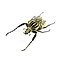 Goliathus orientalis (männlich) Klein