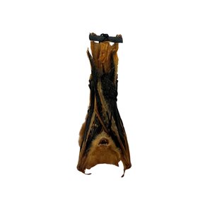 Präparierte Fledermaus hängend (Gold)