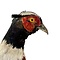 Mounted common pheasant ♂ (B - wall mounting looking right)