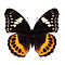 Hypolimnas pandarus (Weiblich)