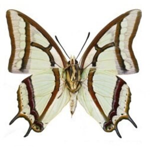 Polyura narcaea - onderkant