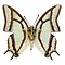 Polyura narcaea - onderkant