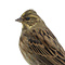 Mounted Yellowhammer