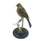 Mounted Yellowhammer