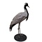 Opgezette jufferkraanvogel (B)