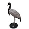 Opgezette jufferkraanvogel (B)