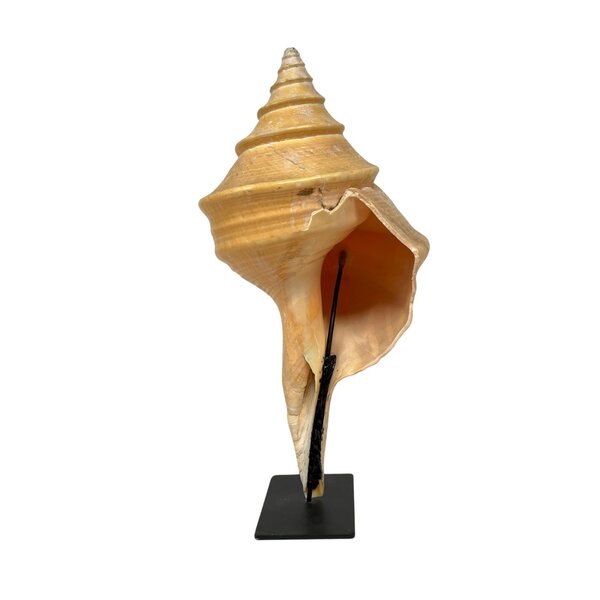 Syrinx aruanus on stand