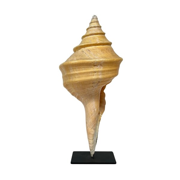 Syrinx aruanus on stand