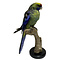 Opgezette groene rosella