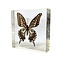 Papilio Xuthus in resin