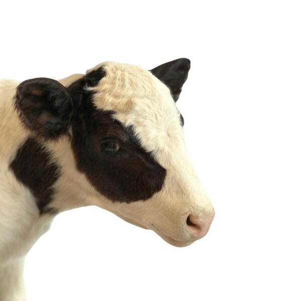 Mounted calf